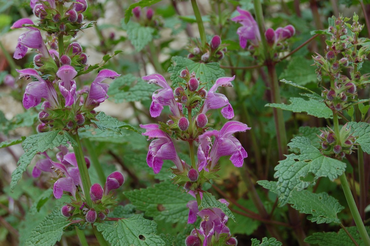 Lamium garganicum